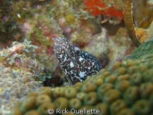 Spotted Moray eel Taking a sneak peek at the visiting ali... by Rick Ouellette 